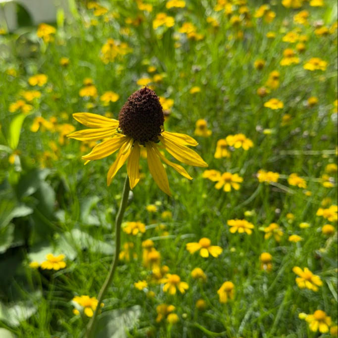 Rudbeckia grandiflora ( รูดเบคเกีย แกรนดิฟลอรา ) 25 เมล็ด นำเข้าจาก เนเธอร์แลนด์