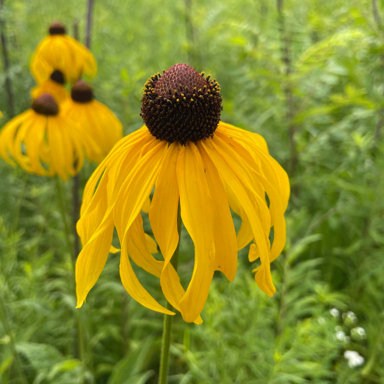 Rudbeckia grandiflora ( รูดเบคเกีย แกรนดิฟลอรา ) 25 เมล็ด นำเข้าจาก เนเธอร์แลนด์