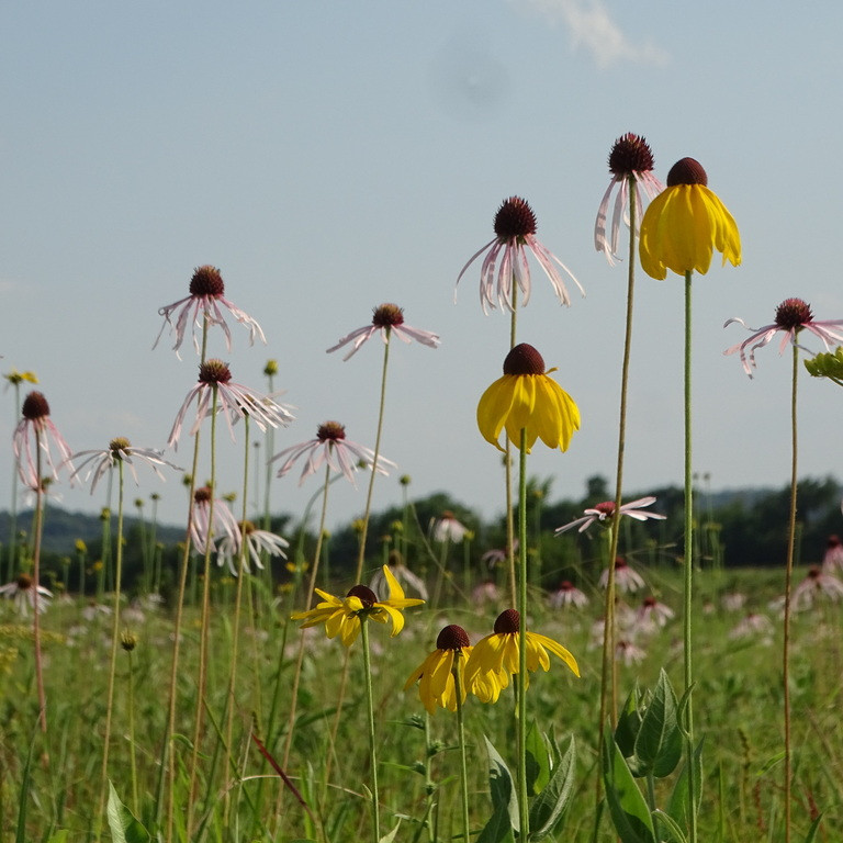 Rudbeckia grandiflora ( รูดเบคเกีย แกรนดิฟลอรา ) 25 เมล็ด นำเข้าจาก เนเธอร์แลนด์