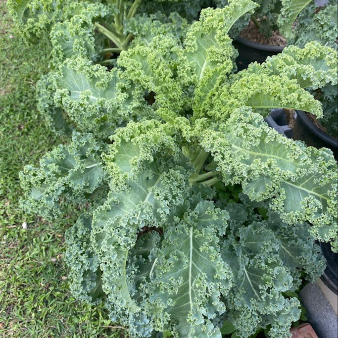 Kale Winterbor (เมล็ดเคลนำเข้าแท้) 25 เมล็ดเคลือบอย่างดี นำเข้าจาก ฝรั่งเศษ