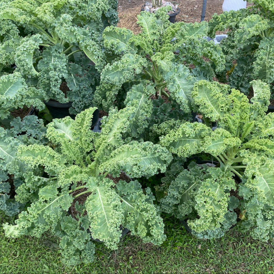 Kale Winterbor (เมล็ดเคลนำเข้าแท้) 25 เมล็ดเคลือบอย่างดี นำเข้าจาก ฝรั่งเศษ