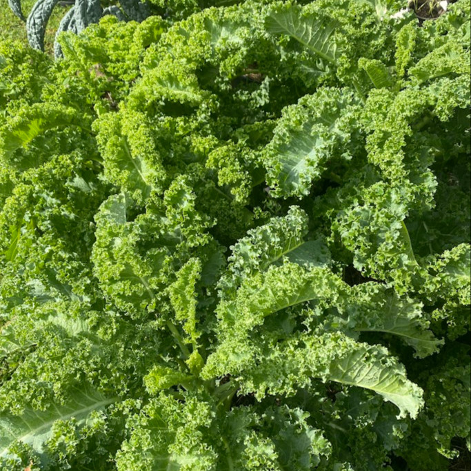 Kale Winterbor (เมล็ดเคลนำเข้าแท้) 25 เมล็ดเคลือบอย่างดี นำเข้าจาก ฝรั่งเศษ
