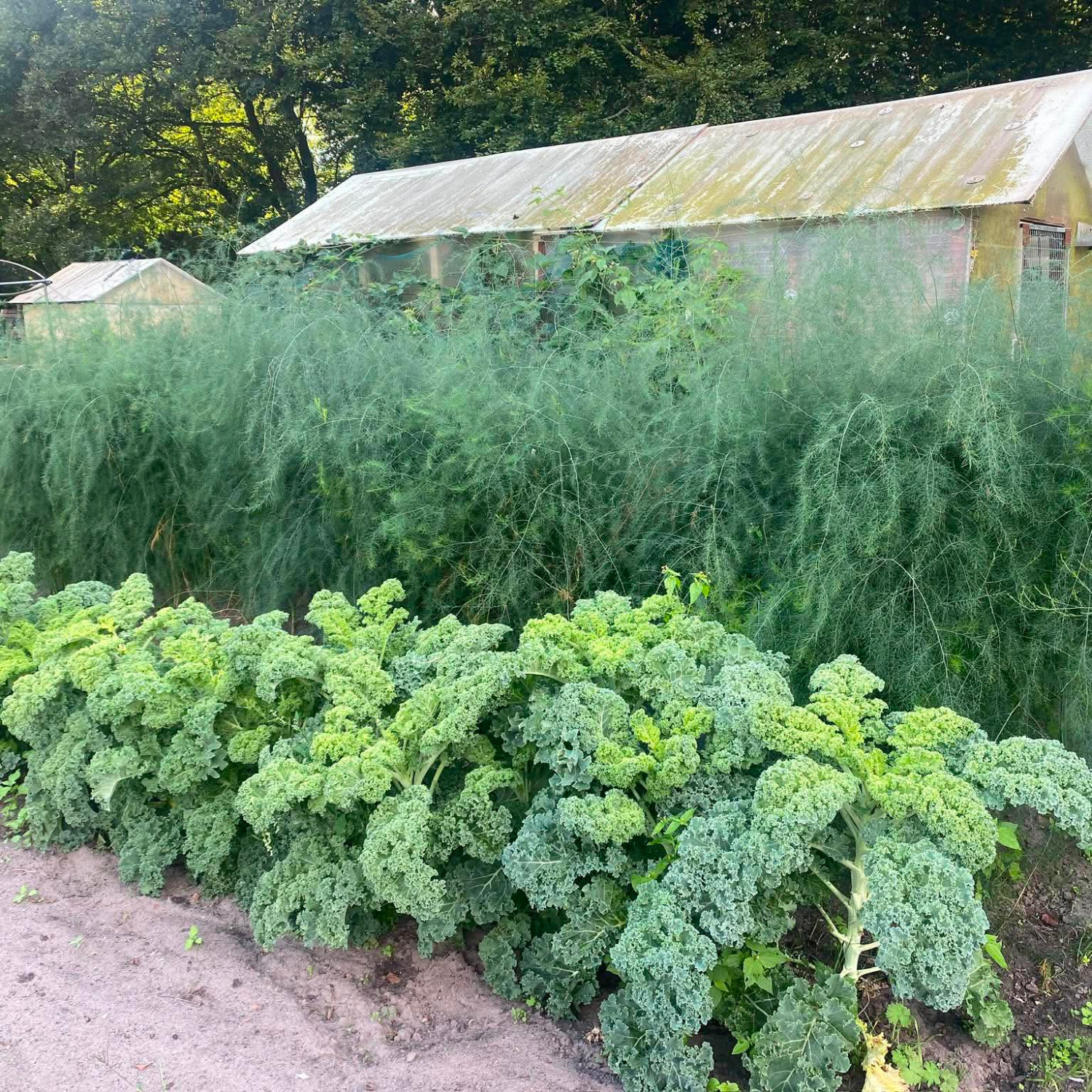 Kale Winterbor (เมล็ดเคลนำเข้าแท้) 25 เมล็ดเคลือบอย่างดี นำเข้าจาก ฝรั่งเศษ