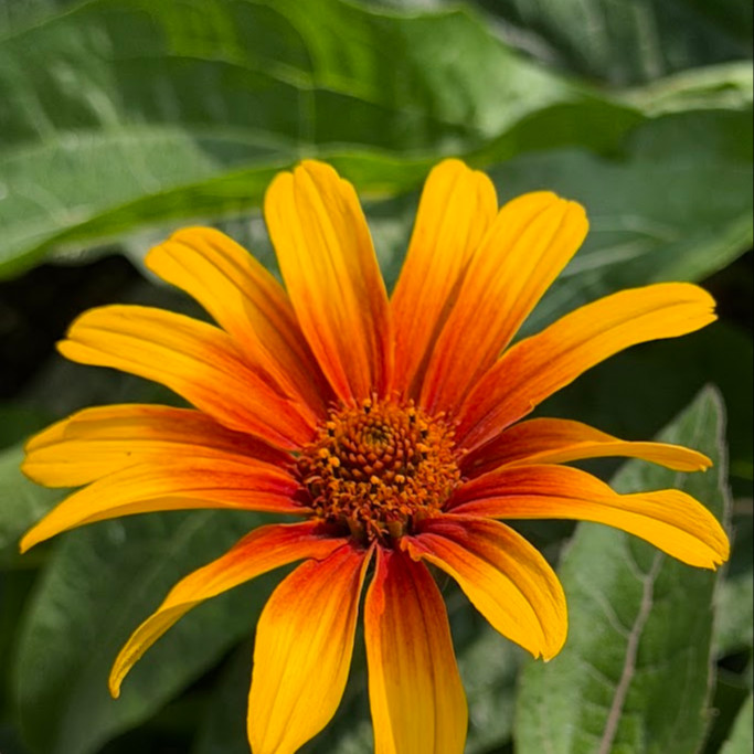 Heliopsis ‘Burning Hearts’ ( “เฮลิออปซิส เบิร์นนิงฮาร์ต” ) 20 เมล็ด นำเข้าจาก เยอรมัน