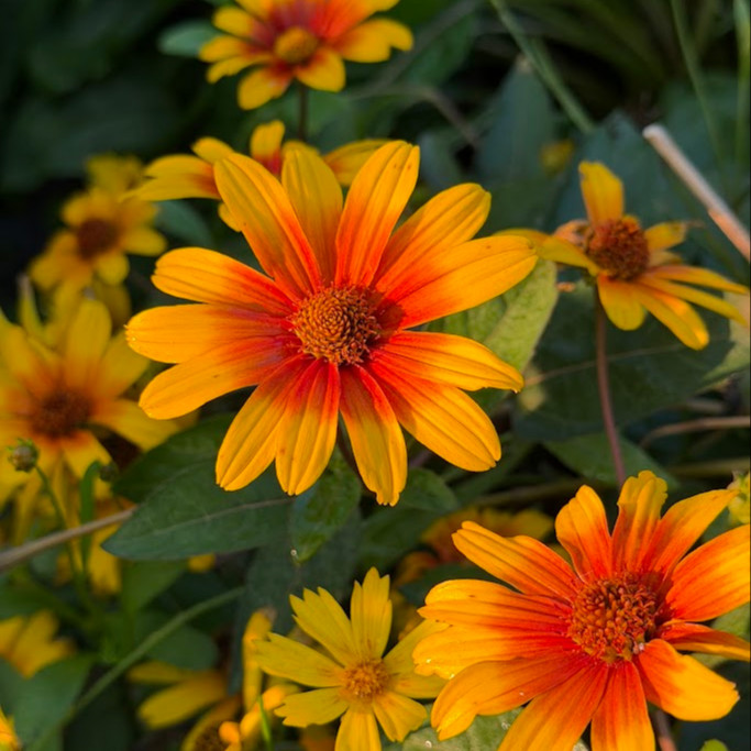 Heliopsis ‘Burning Hearts’ ( “เฮลิออปซิส เบิร์นนิงฮาร์ต” ) 20 เมล็ด นำเข้าจาก เยอรมัน