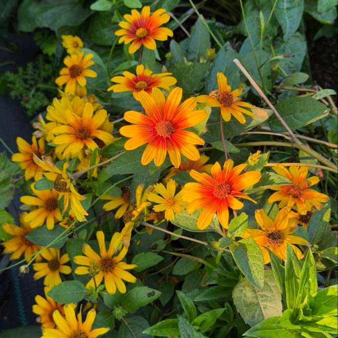 Heliopsis ‘Burning Hearts’ ( “เฮลิออปซิส เบิร์นนิงฮาร์ต” ) 20 เมล็ด นำเข้าจาก เยอรมัน