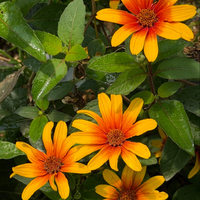 Heliopsis ‘Burning Hearts’ ( “เฮลิออปซิส เบิร์นนิงฮาร์ต” ) 20 เมล็ด นำเข้าจาก เยอรมัน