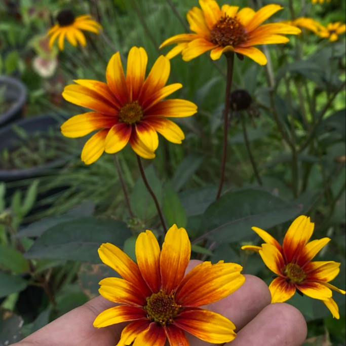 Heliopsis ‘Burning Hearts’ ( “เฮลิออปซิส เบิร์นนิงฮาร์ต” ) 20 เมล็ด นำเข้าจาก เยอรมัน