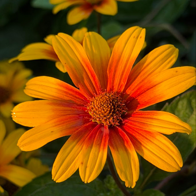 Heliopsis ‘Burning Hearts’ ( “เฮลิออปซิส เบิร์นนิงฮาร์ต” ) 20 เมล็ด นำเข้าจาก เยอรมัน