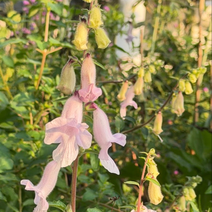 Ceratotheca triloba OP ( ฟ็อกซ์โกลฟป่าแอฟริกา ) 30 เมล็ด