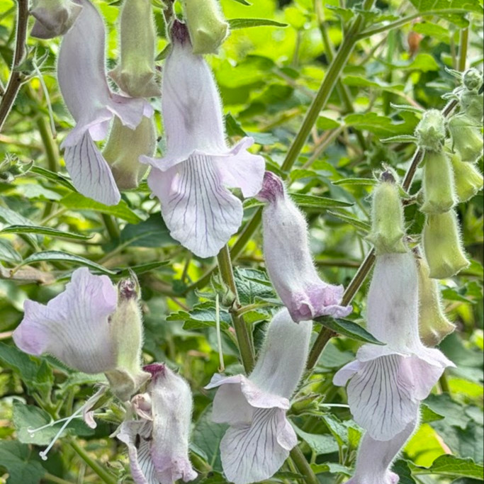 Ceratotheca triloba OP ( ฟ็อกซ์โกลฟป่าแอฟริกา ) 30 เมล็ด