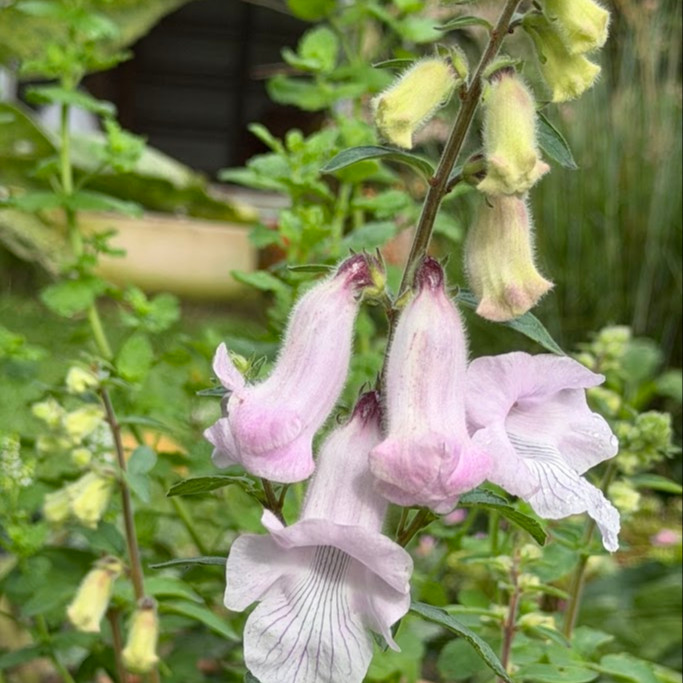 Ceratotheca triloba OP ( ฟ็อกซ์โกลฟป่าแอฟริกา ) 30 เมล็ด