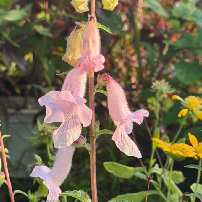 Ceratotheca triloba OP ( ฟ็อกซ์โกลฟป่าแอฟริกา ) 30 เมล็ด