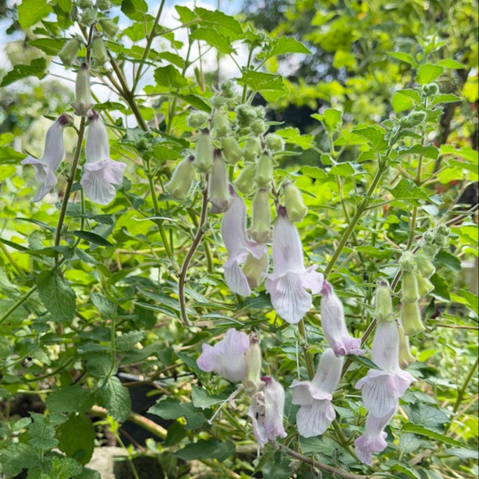 Ceratotheca triloba OP ( ฟ็อกซ์โกลฟป่าแอฟริกา ) 30 เมล็ด