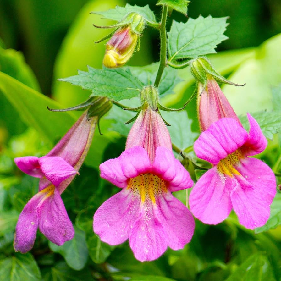 Rehmannia elata ( ฟ็อกซ์โกลฟจีน ) 40 เมล็ด