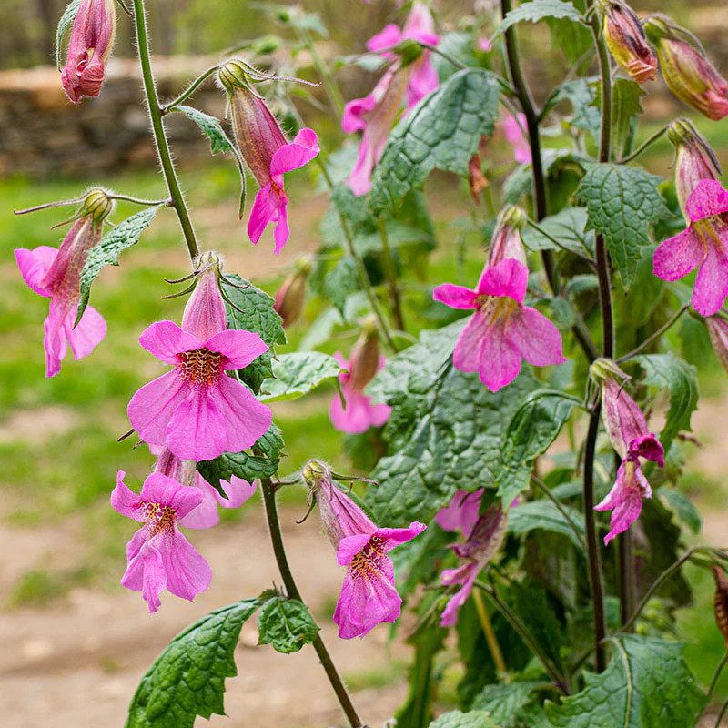 Rehmannia elata ( ฟ็อกซ์โกลฟจีน ) 40 เมล็ด