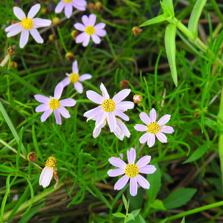 Coreopsis rosea ( คอรีออพซิสสีชมพู ) 85 เมล็ด จาก เยอรมัน