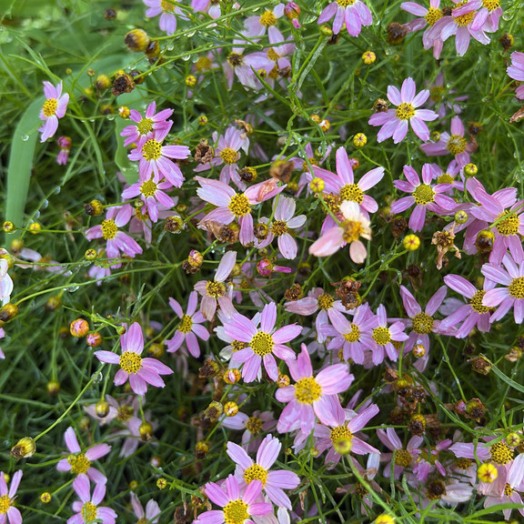Coreopsis rosea ( คอรีออพซิสสีชมพู ) 85 เมล็ด จาก เยอรมัน