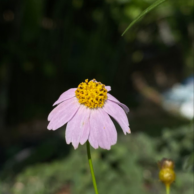 Coreopsis rosea ( คอรีออพซิสสีชมพู ) 85 เมล็ด จาก เยอรมัน