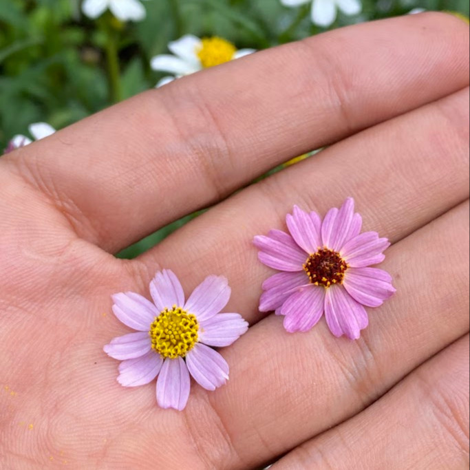 Coreopsis rosea ( คอรีออพซิสสีชมพู ) 85 เมล็ด จาก เยอรมัน