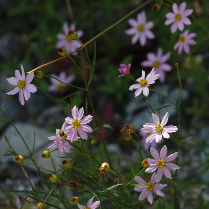 Coreopsis rosea ( คอรีออพซิสสีชมพู ) 85 เมล็ด จาก เยอรมัน