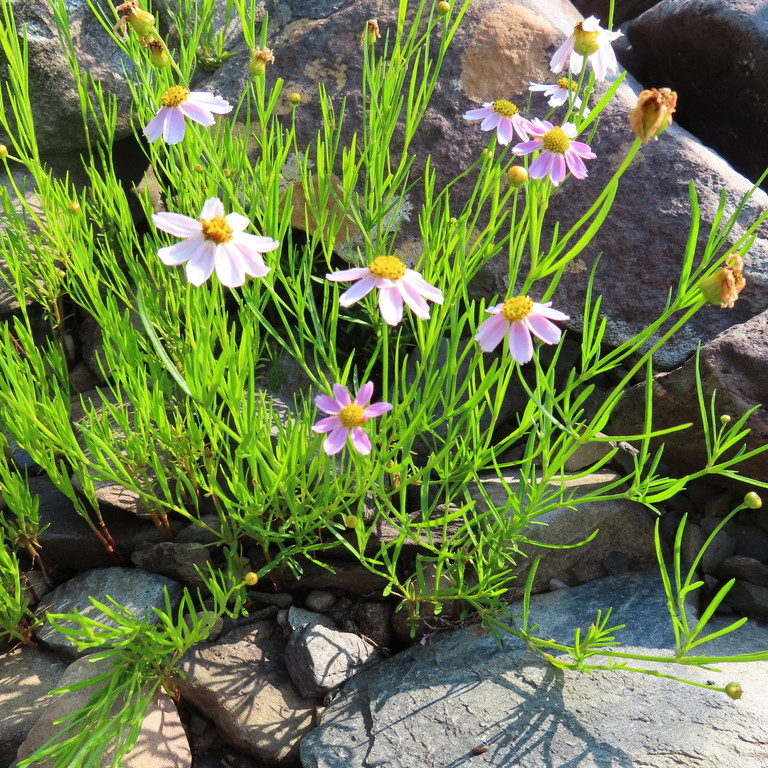 Coreopsis rosea ( คอรีออพซิสสีชมพู ) 85 เมล็ด จาก เยอรมัน