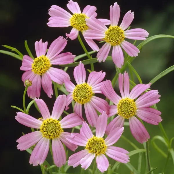 Coreopsis rosea ( คอรีออพซิสสีชมพู ) 85 เมล็ด จาก เยอรมัน