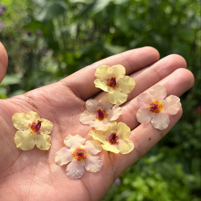 Verbascum × hybrida ‘Southern Charm’ ( เวอร์บาสคัม เซาเทิร์นชาร์ม ) 15 เมล็ดเคลือบอย่างดี