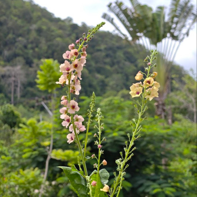 Verbascum × hybrida ‘Southern Charm’ ( เวอร์บาสคัม เซาเทิร์นชาร์ม ) 15 เมล็ดเคลือบอย่างดี
