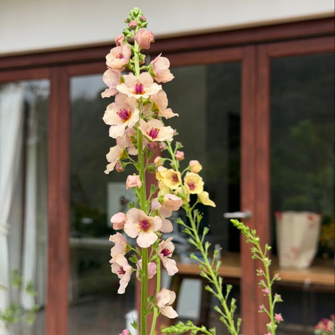 Verbascum × hybrida ‘Southern Charm’ ( เวอร์บาสคัม เซาเทิร์นชาร์ม ) 15 เมล็ดเคลือบอย่างดี