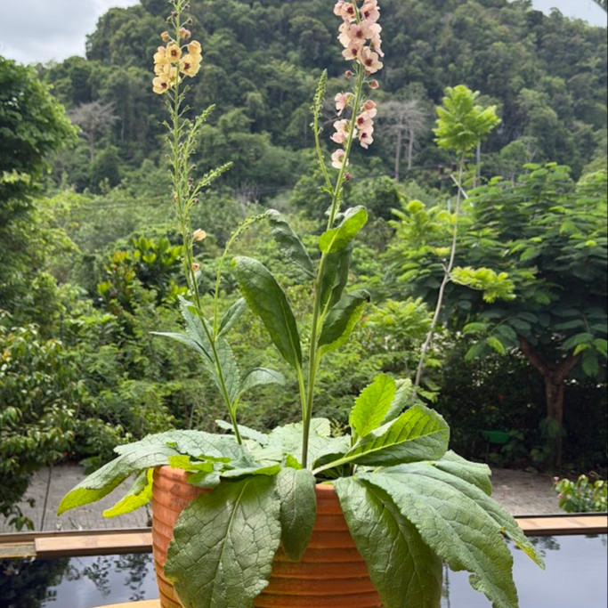 Verbascum × hybrida ‘Southern Charm’ ( เวอร์บาสคัม เซาเทิร์นชาร์ม ) 15 เมล็ดเคลือบอย่างดี