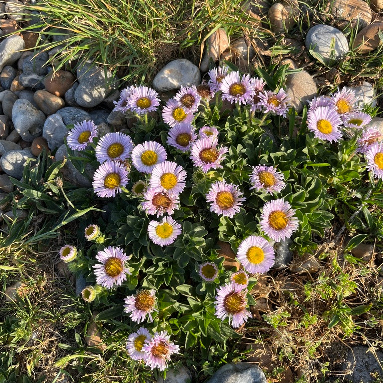 Erigeron glaucus ‘Beachboy Blue’ ( เดซี่ทะเลสีฟ้า ) 50 เมล็ด