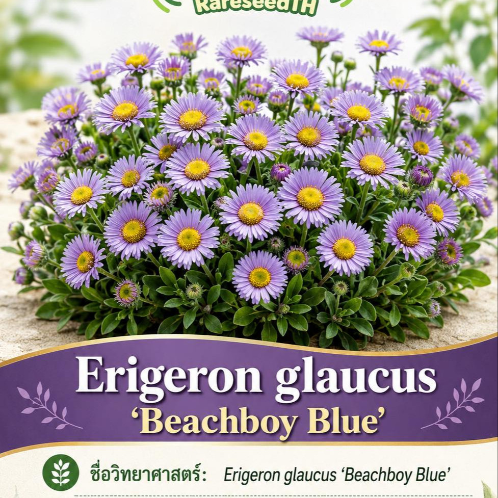 Erigeron glaucus ‘Beachboy Blue’ ( เดซี่ทะเลสีฟ้า ) 50 เมล็ด
