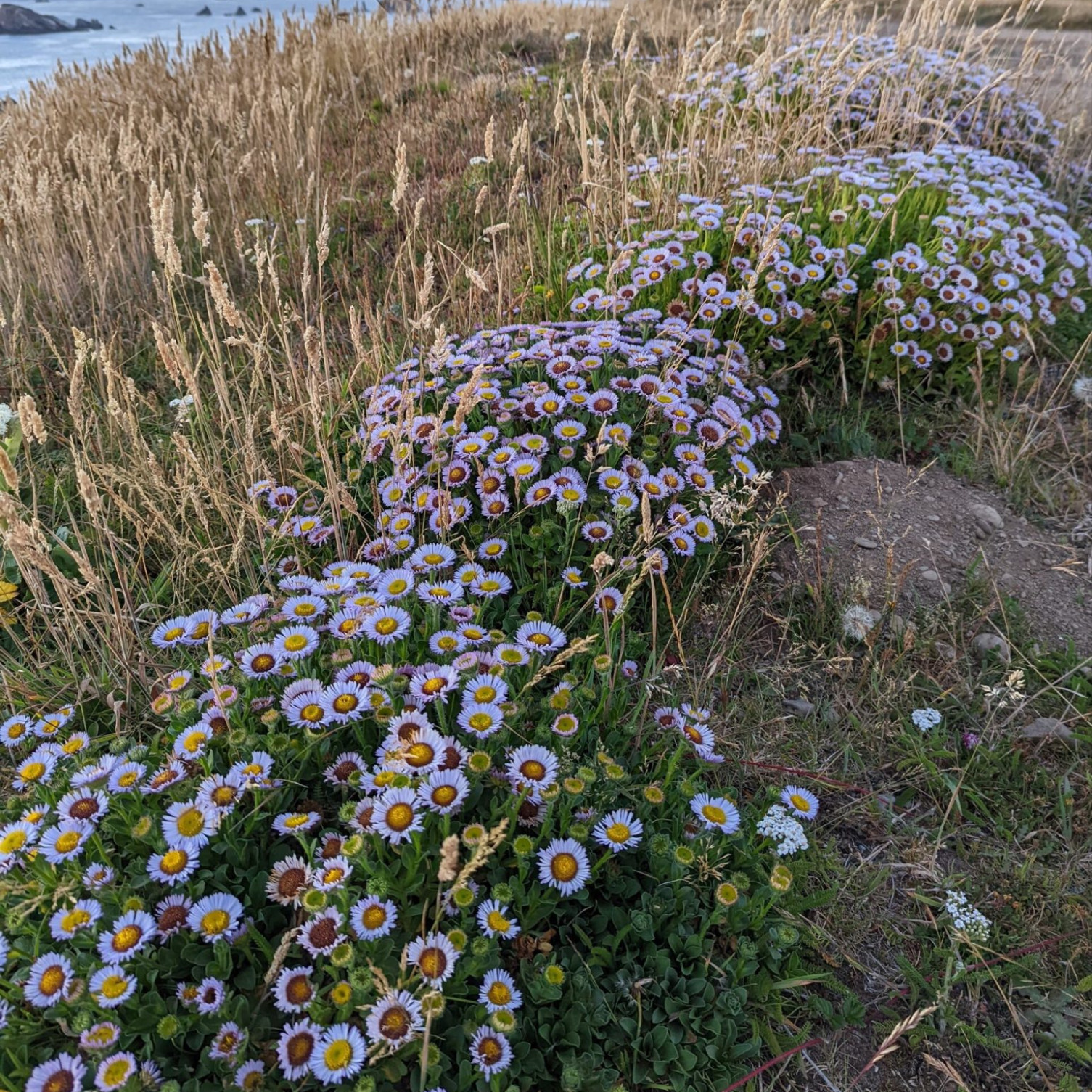 Erigeron glaucus ‘Beachboy Blue’ ( เดซี่ทะเลสีฟ้า ) 50 เมล็ด