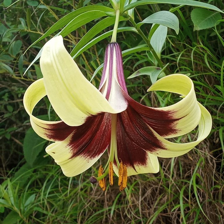 Lilium nepalense ( ลิลลี่ป่าเนปาล ) 20 เมล็ด