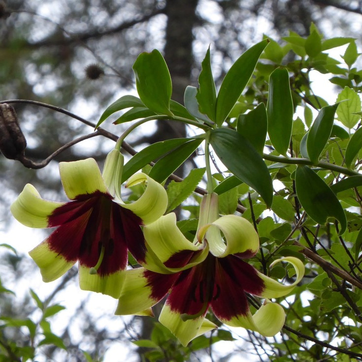 Lilium nepalense ( ลิลลี่ป่าเนปาล ) 20 เมล็ด