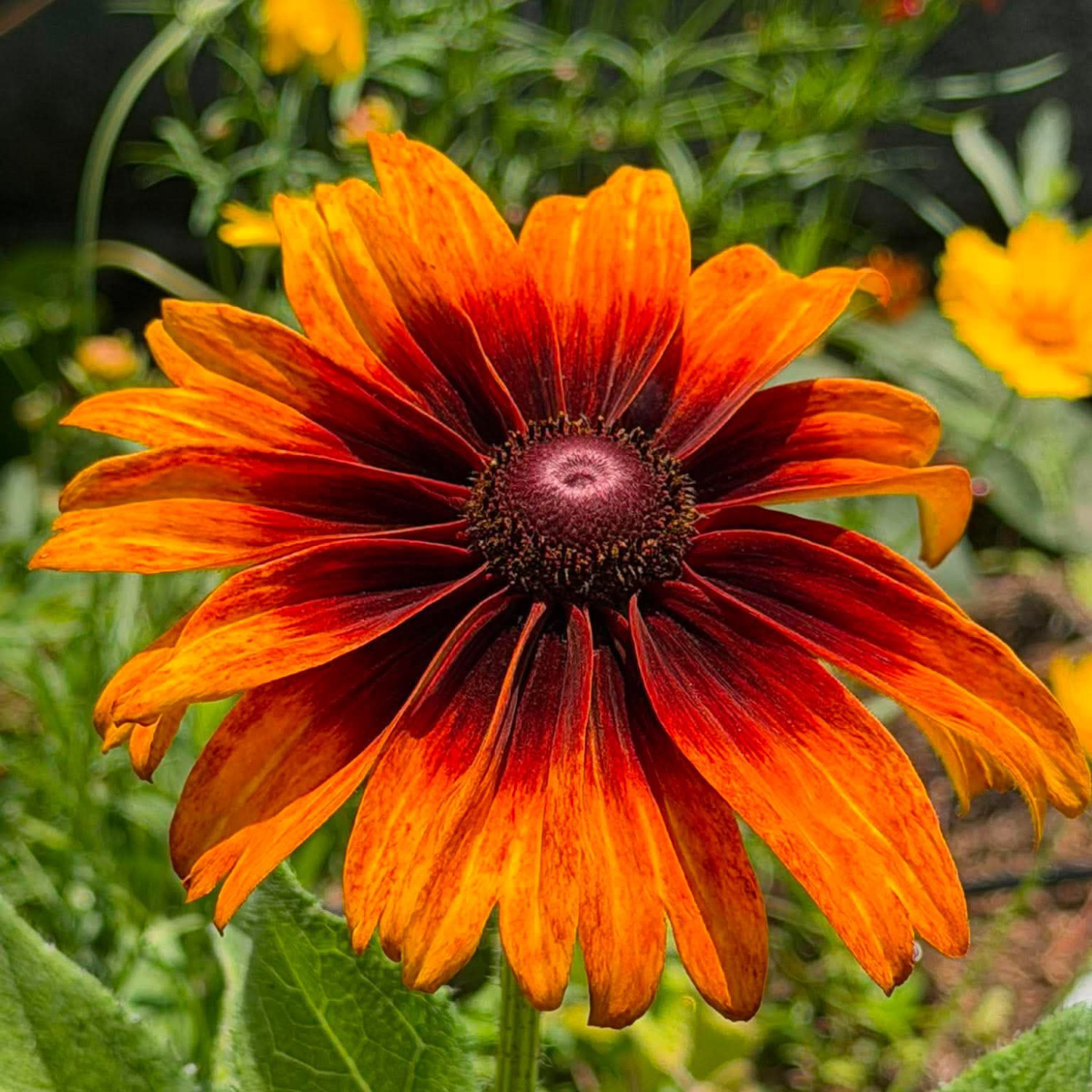 Rudbeckia ‘Cappuccino’ ( รูดเบ็กเกีย คาปูชิโน่ ) 30 เมล็ด