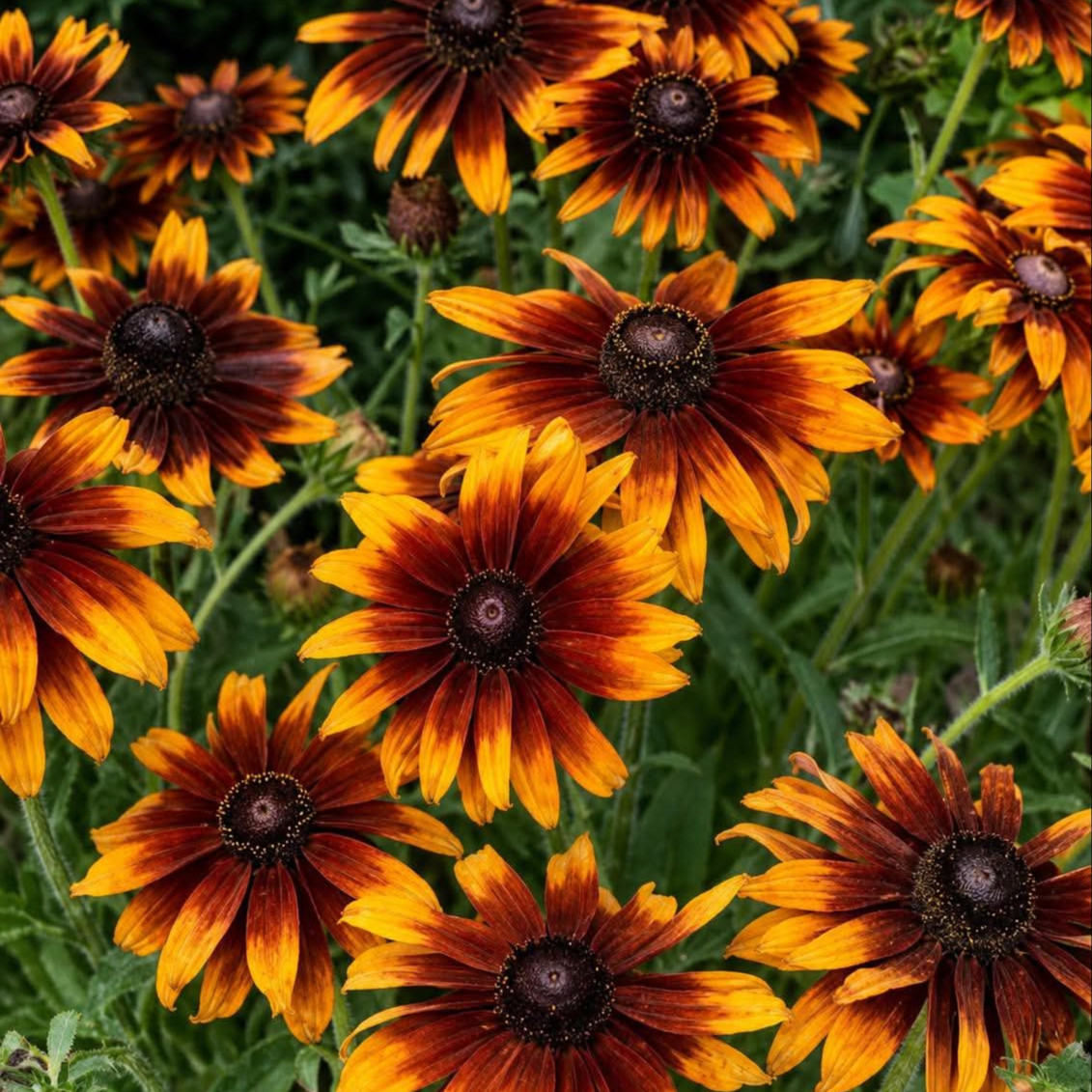 Rudbeckia ‘Cappuccino’ ( รูดเบ็กเกีย คาปูชิโน่ ) 30 เมล็ด