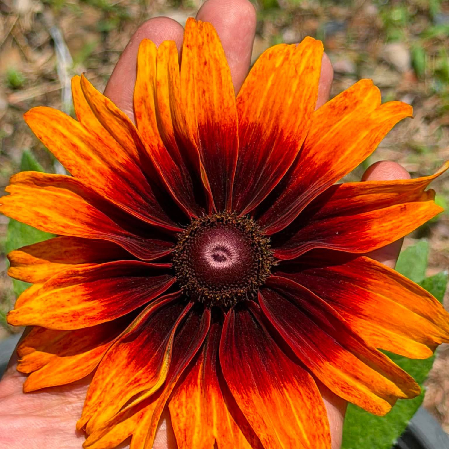 Rudbeckia ‘Cappuccino’ ( รูดเบ็กเกีย คาปูชิโน่ ) 30 เมล็ด