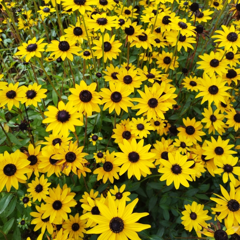 Rudbeckia fulgida var. fulgida ( รูดเบ็กเกีย ฟูลจิด้า ) 35 เมล็ด
