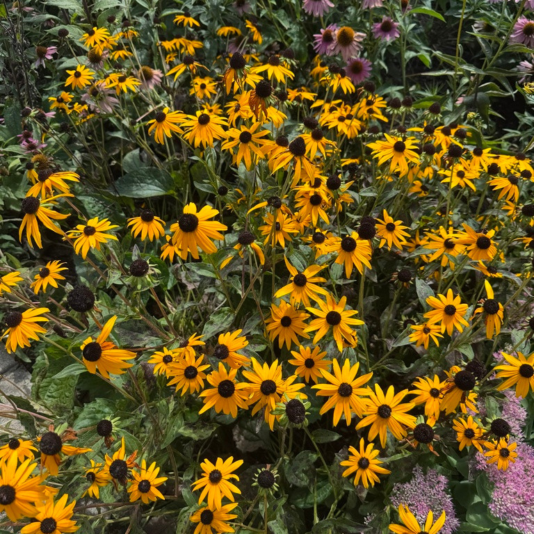 Rudbeckia fulgida var. fulgida ( รูดเบ็กเกีย ฟูลจิด้า ) 35 เมล็ด