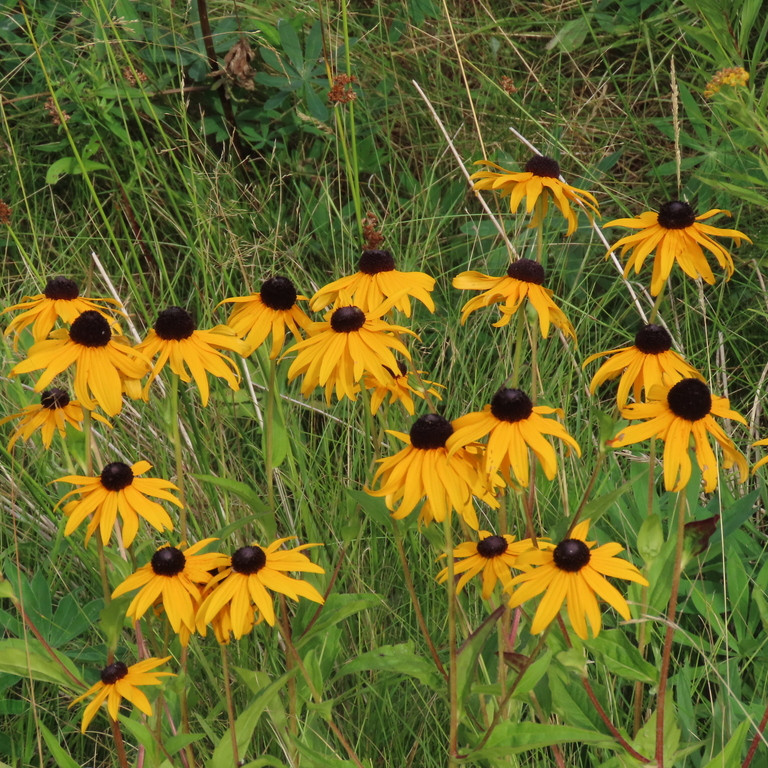 Rudbeckia fulgida var. fulgida ( รูดเบ็กเกีย ฟูลจิด้า ) 35 เมล็ด