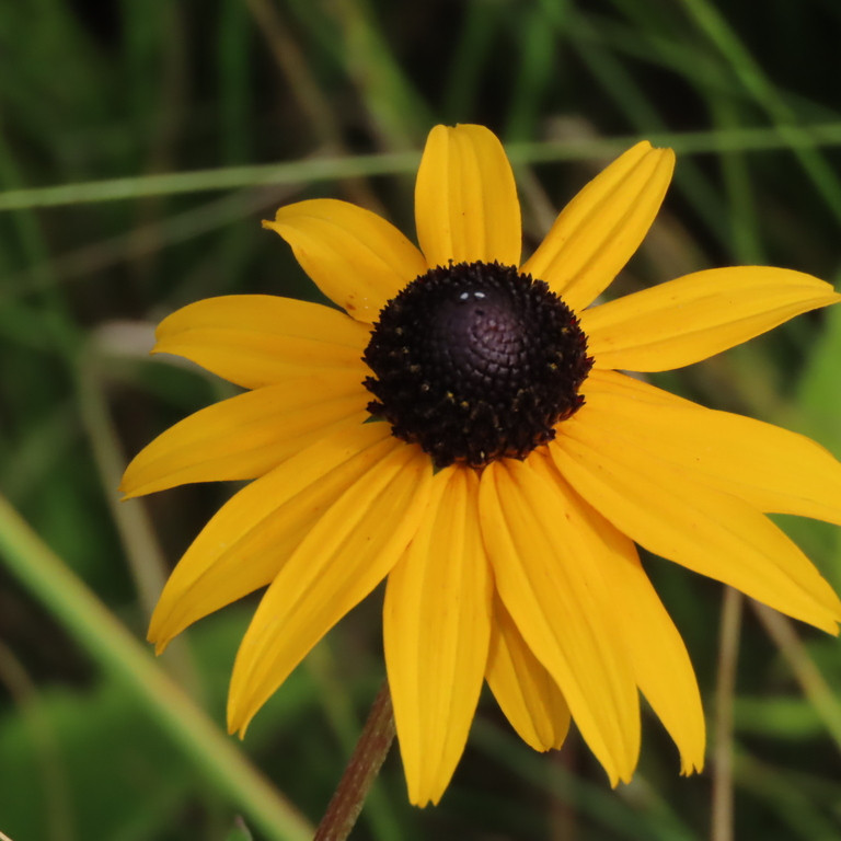 Rudbeckia fulgida var. fulgida ( รูดเบ็กเกีย ฟูลจิด้า ) 35 เมล็ด