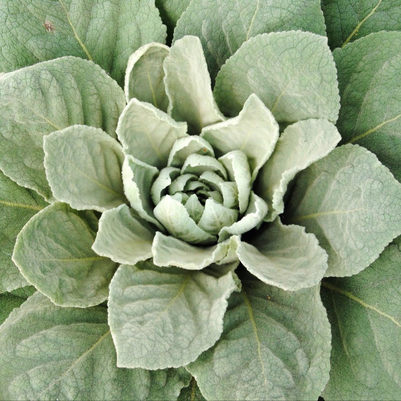 Verbascum thapsus หรือ Great Mullein  ( "มัลเลน") ปริมาณ 1000 เมล็ด