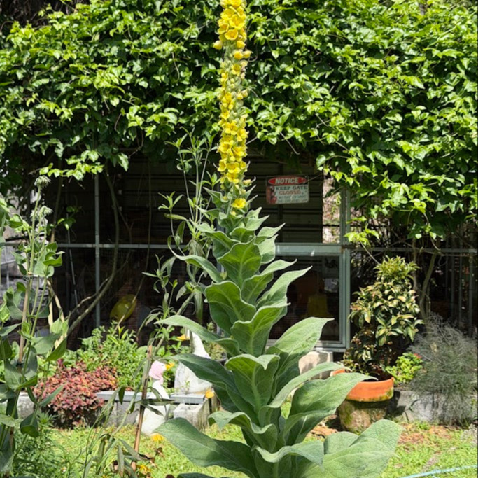 Verbascum thapsus หรือ Great Mullein  ( "มัลเลน") ปริมาณ 1000 เมล็ด