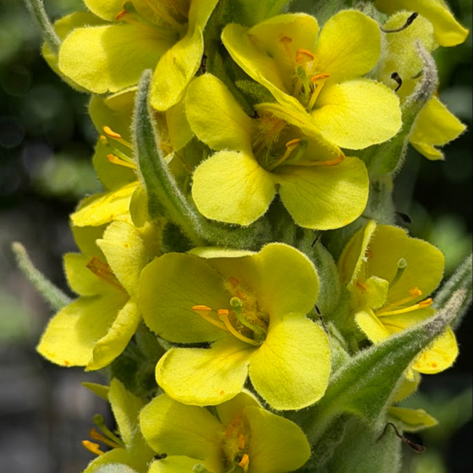 Verbascum thapsus หรือ Great Mullein  ( "มัลเลน") ปริมาณ 1000 เมล็ด