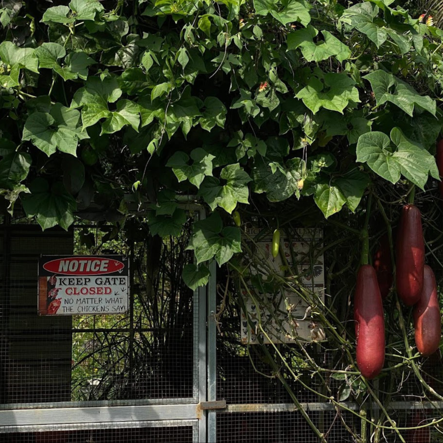 Sicana odorifera (แตงหอมบราซิล) 50 เมล็ด OP