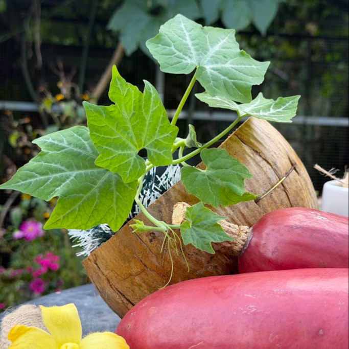 Sicana odorifera (แตงหอมบราซิล) 50 เมล็ด OP