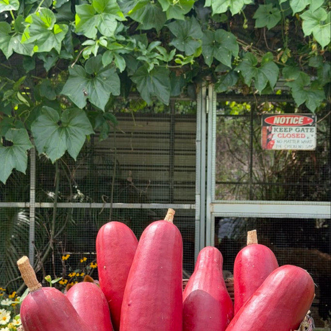 Sicana odorifera (แตงหอมบราซิล) 50 เมล็ด OP