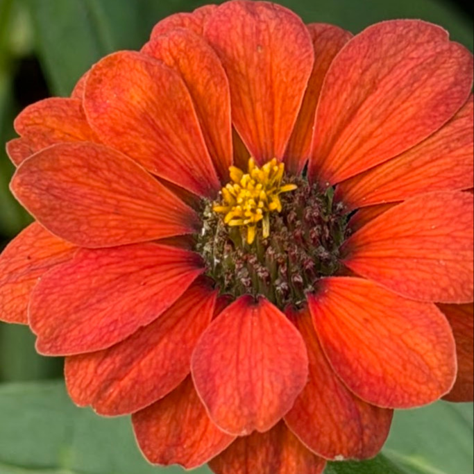 Zinnia Peruviana (บานชื่นโบราณเปรูเวียนา) 80 เมล็ด